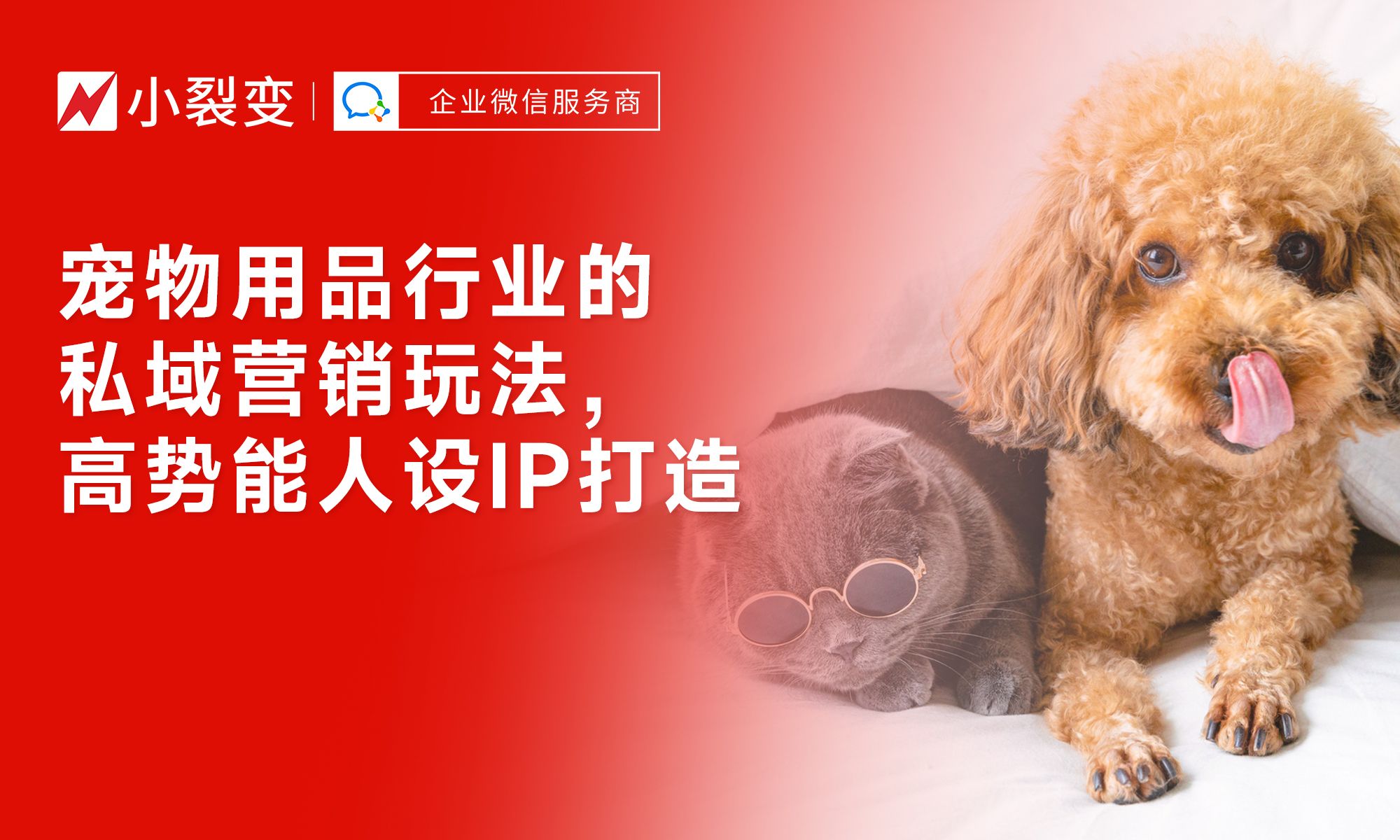 从“铲屎官”到“宠物专家” 私域营销时代下，宠物用品行业如何打造高势能人设IP驱动销售增长