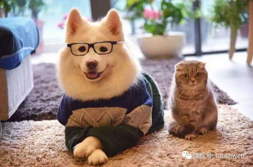 中恒宠物IPO终止 募资4.8亿计划落空，正和岛为股东布局宠物用品市场